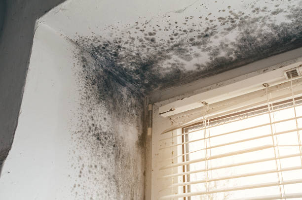 Trusted Mold Inspection service in Naperville, IL - Cheap Mold Removal